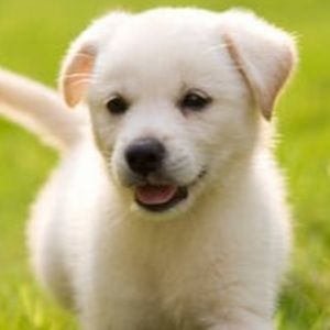 Meet your Posher, Chayse